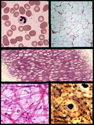 connective tissue histology tissues cartilage adipose blood elastic areolar row shown bottom left right